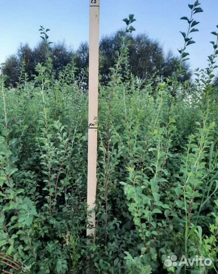 Спирея вангутта