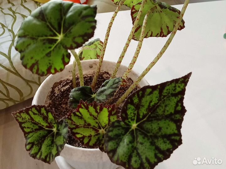 Бегония тигровая (Бауэра)