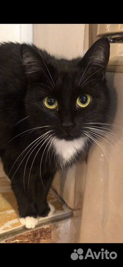 Кошечка окраса Маркиз, 1 год