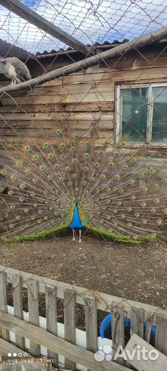 Продам годовалого павлина