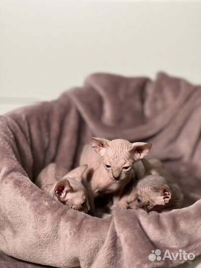 Котята сфинкс