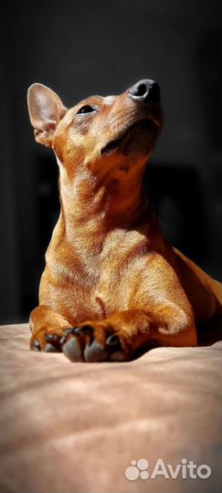 Вязка цвергпинчер