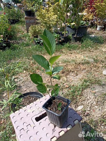 Арония черноплодная