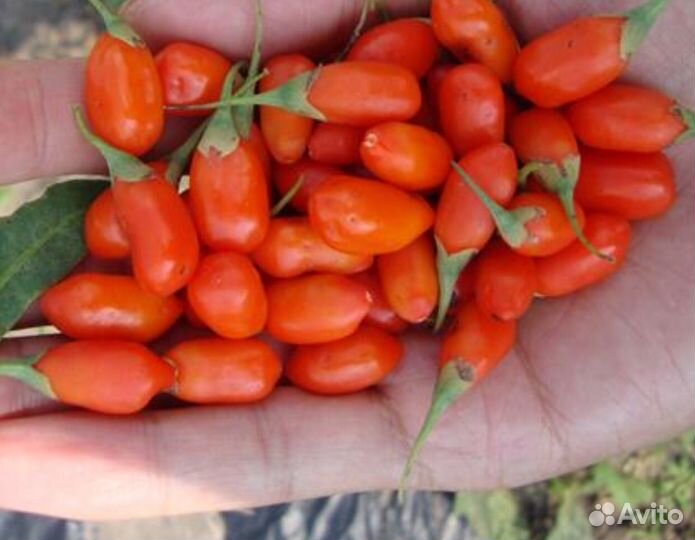 Саженцы годжи