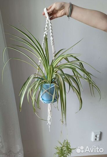 Подвес для цветов, Кашпо макраме