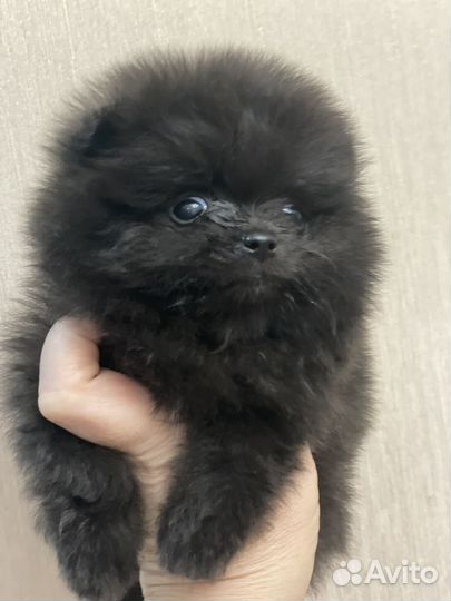 Померанский шпиц мини