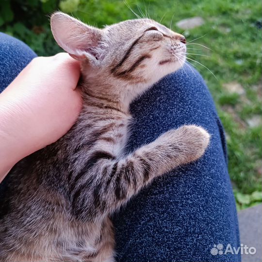 Кошка в дар бесплатно