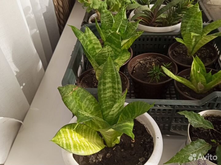 Сансевиерия ханни