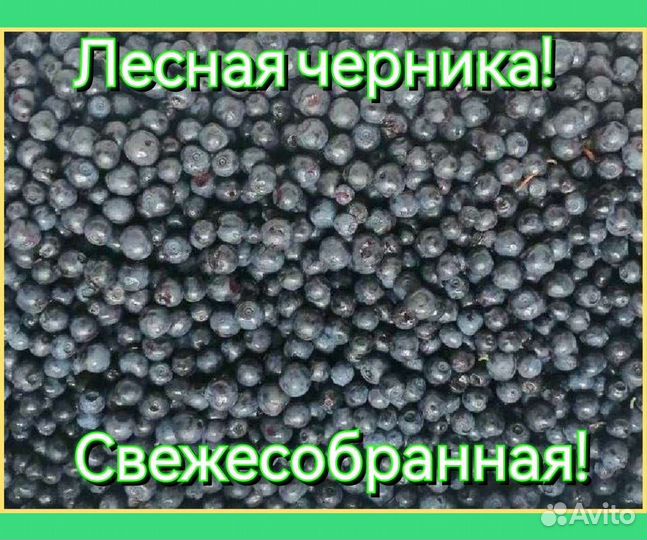 Черника лесная свежесобранная