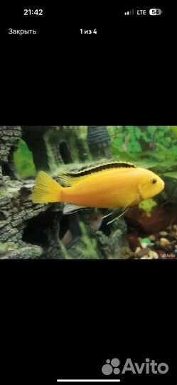 Аквариум с рыбками
