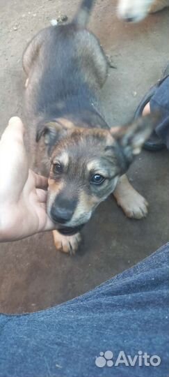 Отдам щенка
