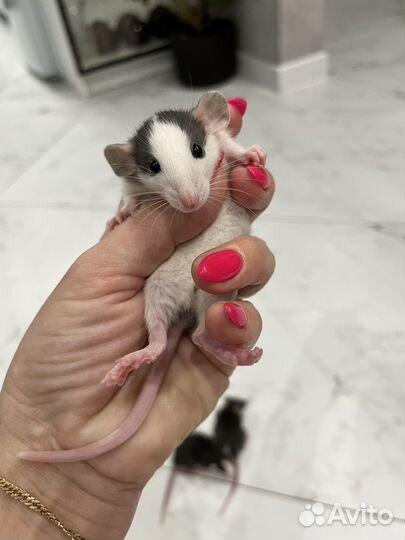 Крысы дамбо девочки