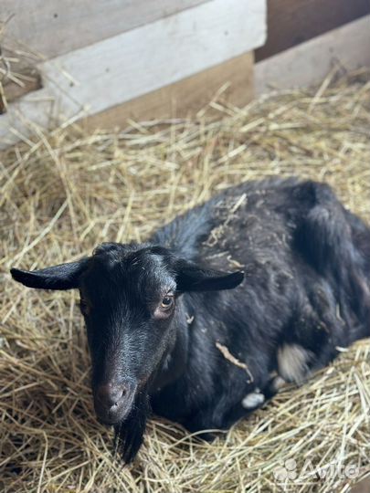 Белая - зааницкая, чёрная - орловская и чешка