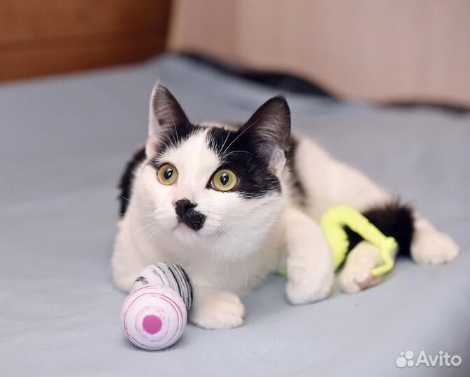 Выбросили домашнего котенка ищем дом