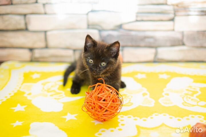 Котенок