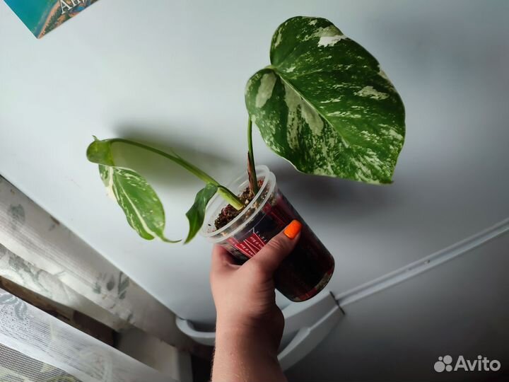 Монстера вариегатная alba