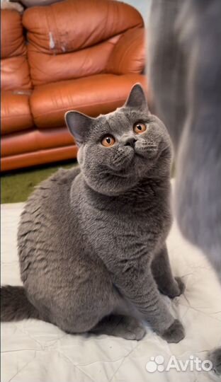 Британский котенок - в супер руки