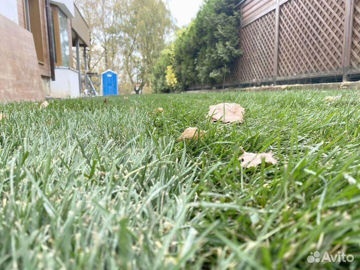 Рулонный газон 100 Мятлик