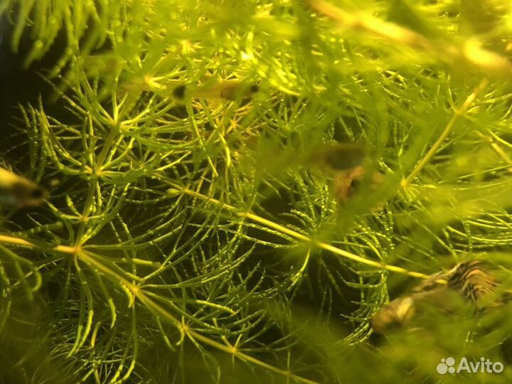 Рыбки Гуппи