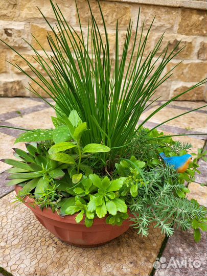 Растения для флорариума