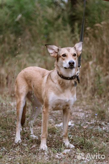 Собака в добрые руки