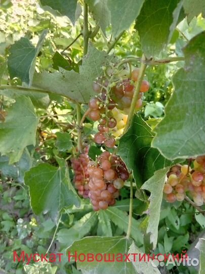 Черенки винограда