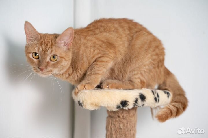 Рыжая кошка Варя в добрые руки