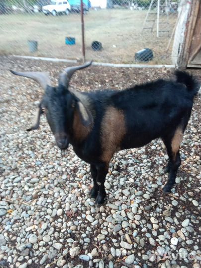 Козел на племя