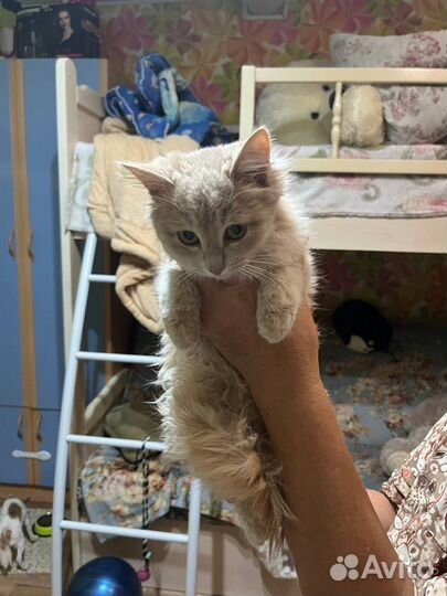 Пыльно-рыжий маленький котенок девочка