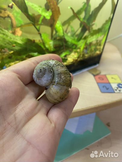 Улитка Ампулярия