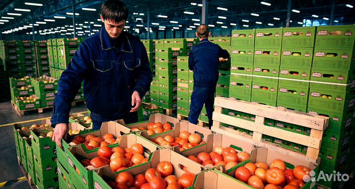 Разнорабочий вахта овощебаза