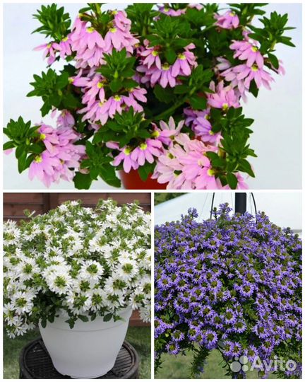 Ампельные вегетативные растения