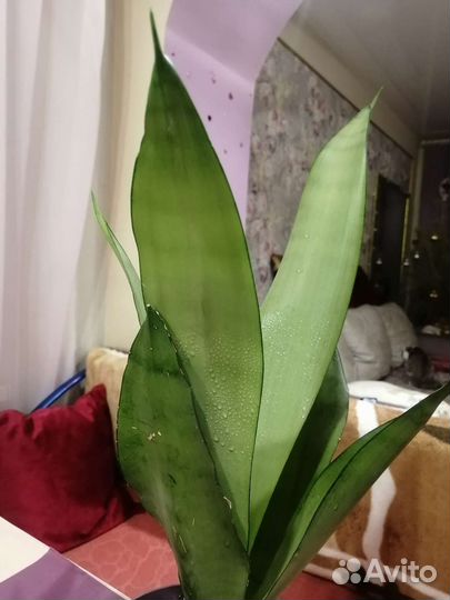 Сансевиерия муншайн