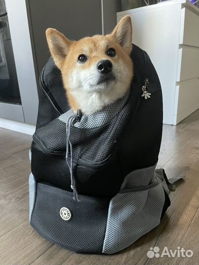 Рюкзак для собак кошек