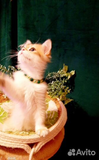 Золотой мальчишка