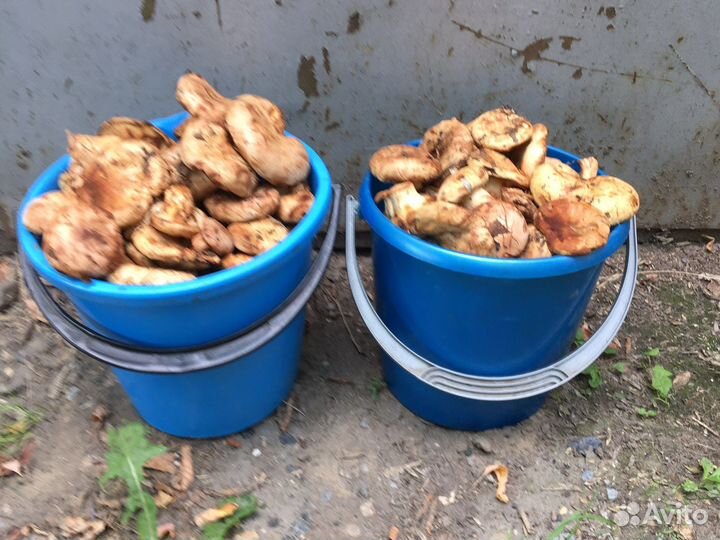 Грибы коровники свежие