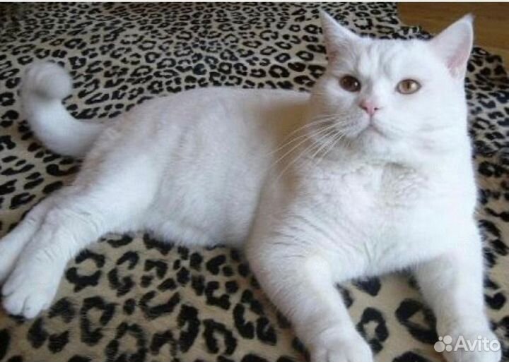 Шотландское чудо