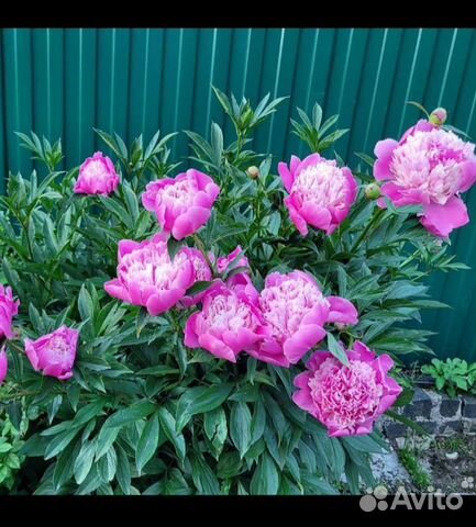 Пион розовый