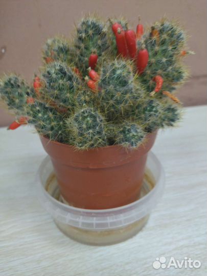 Кактусы и суккуленты