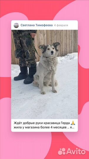 Собака в добрые руки