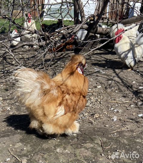 Декоративные петушки