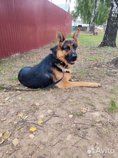 Вязка собак немецкая овчарка