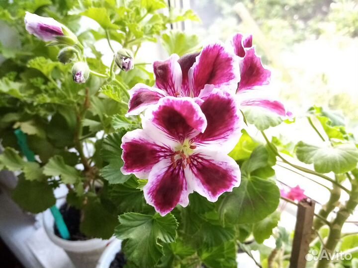 Комнатные цветы