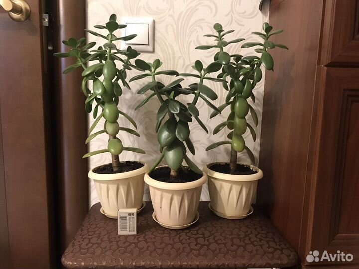 Денежное дерево