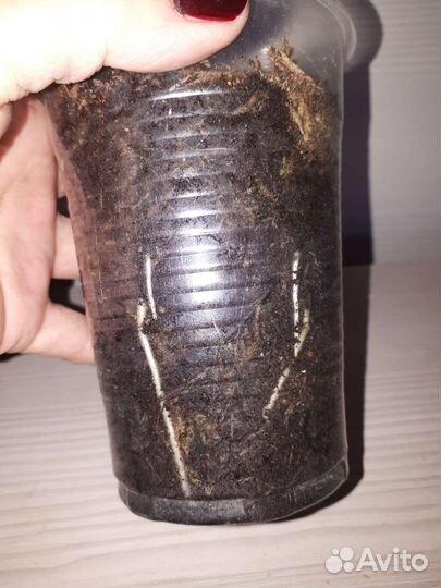 Алоказия сильвер дракон, филодендрон атом