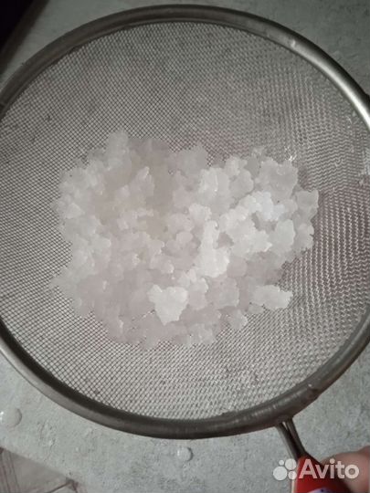 Морской индийский рис(зооглея)