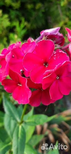 Флокс многолетний и другое