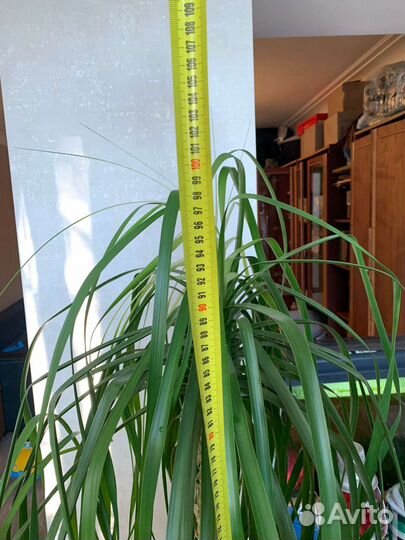 Бокарнея (Beaucarnea) - Нолина (Nolina)