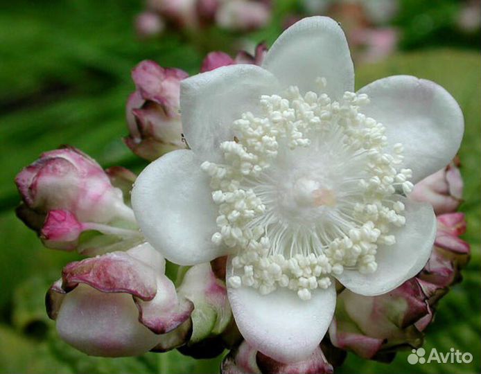 Амсония.дайнантэ. киренгешома