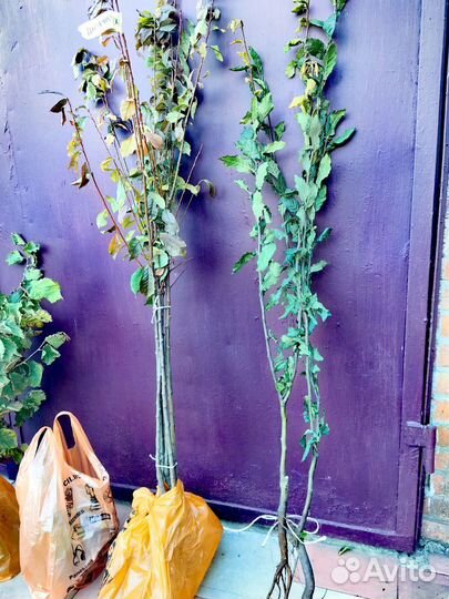 Саженцы Шарафуги, Мушмулы, клубники